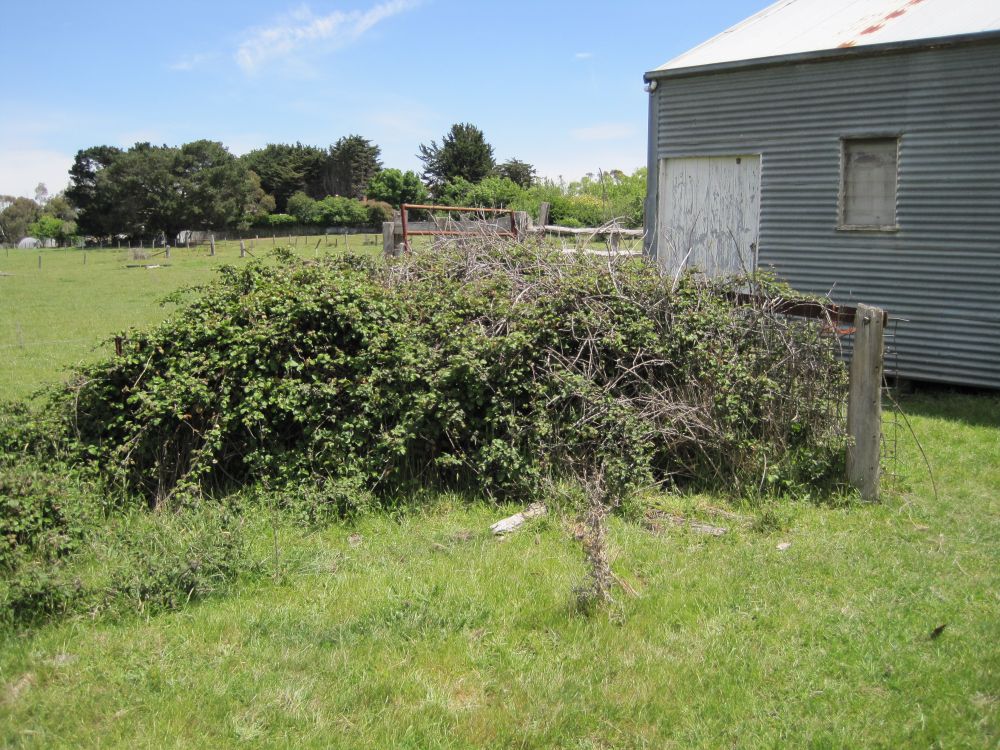 CONTROL BLACKBERRY NOW! $ 99