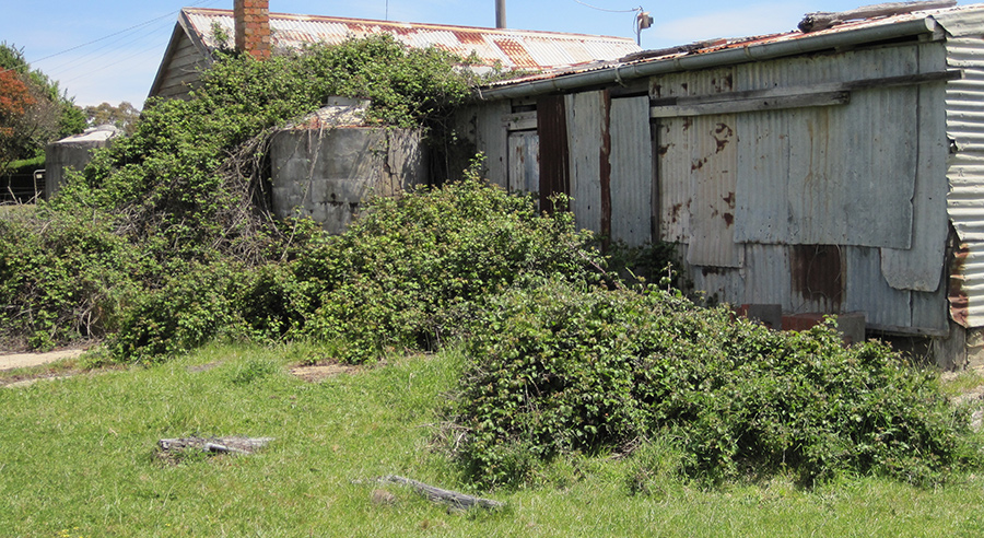 How to kill Blackberry with Grazon* Extra and Gusto herbicides