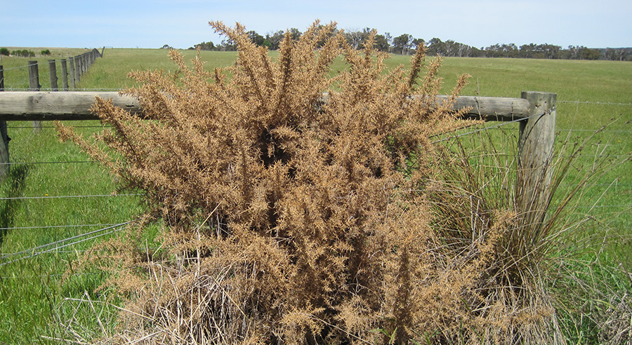 How to kill Gorse and furze with Grazon* Extra and Gusto herbicides